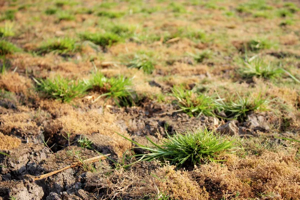 Grass on arid soil of field in countryside.