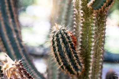 Kaktüs Park bir gündüz.