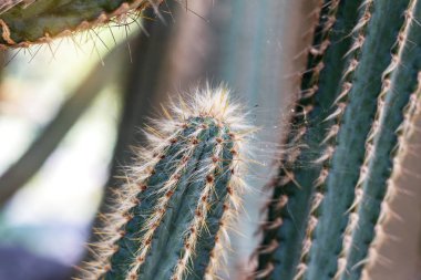 Kaktüs Park tropikal.