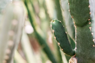 Yaz aylarında güneş ışığı ile kaktüs.