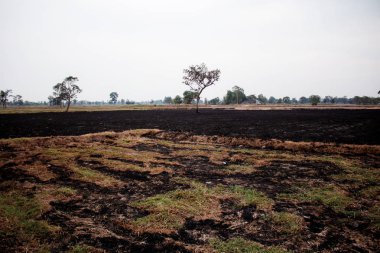 Çim alanlarda kırsal kesimde yakıldı.