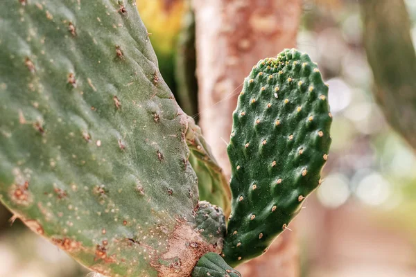 Cactus Liten Trädgården — Stockfoto