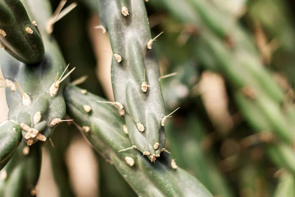 Cactus Growing Spikes Park — Stock Photo, Image