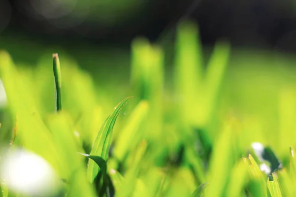 Hierba Hojas Con Desenfoque Jardín —  Fotos de Stock