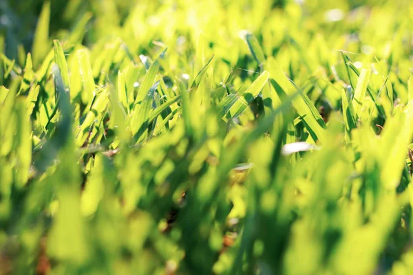 Grass Leaves Sunlight Garden — Stock Photo, Image
