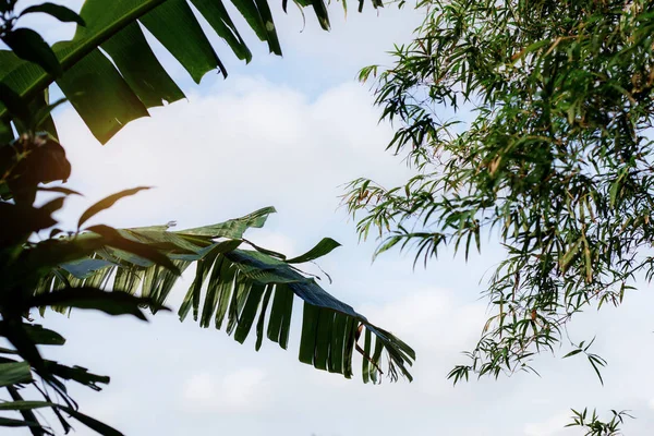 Feuilles Banane Bambou Vers Ciel — Photo