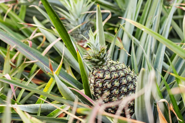 Ananas Groeien Boom Boerderij — Stockfoto