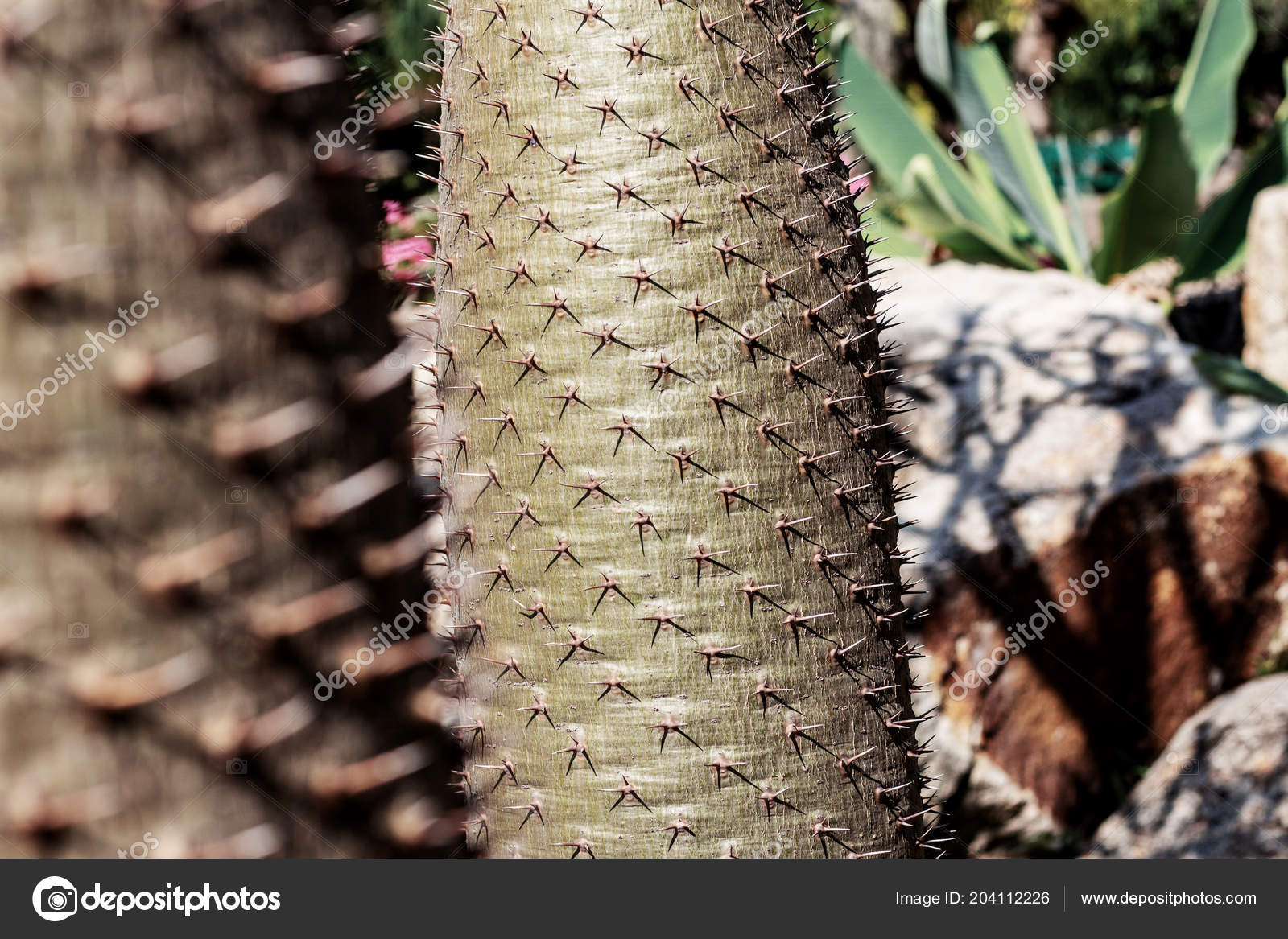 Thorn Tree Sunlight Garden Stock Photo C Start08 204112226