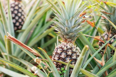 Ananas kırsal çiftlik ağaç üzerinde.