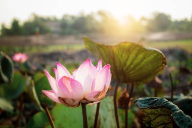 Pembe lotus gölet kuraklık, güneş ışığı ile.