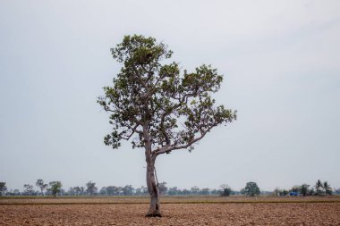 Gökyüzü, kırsal alanda ağaçta.