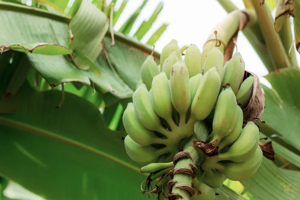 Ruwe Bananen Boom Met Het Zonlicht Boerderij — Stockfoto