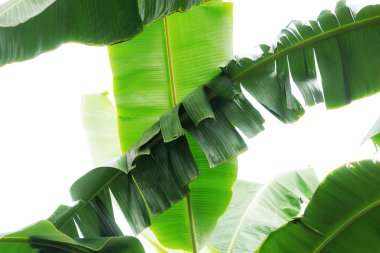 Muz ağacı gökyüzü çiftlikte içinde yaprak.