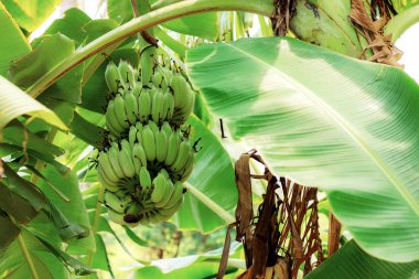 Muz ağacı gruptaki güneş ışığı ile üzerinde.