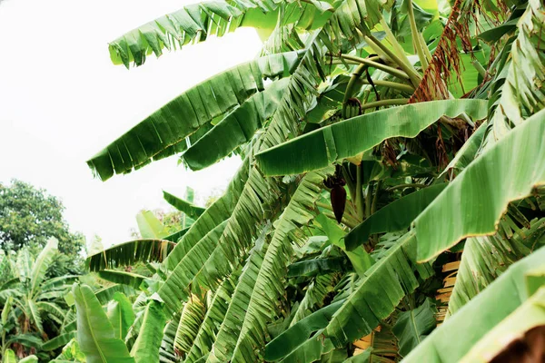 Bananas Árvore Folhas Campo Céu — Fotografia de Stock