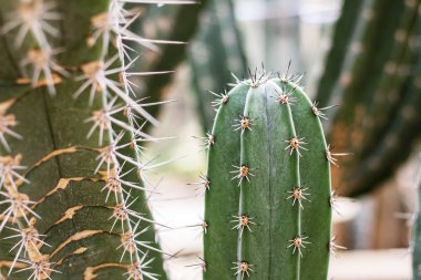 Spike, güneş ışığı netliği ile kaktüs.