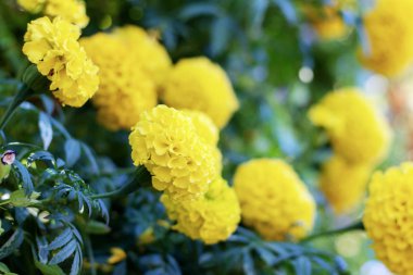 Kadife çiçeği ile güneş ışığı Garden'da güzel.
