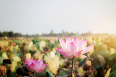 Güneş ışığı yazın alanında pembe lotus.