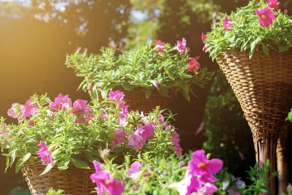 阳光明媚的花园盆栽花 — 图库照片