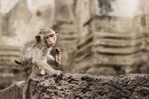 Mono Están Jugando Ladrillo Zoológico — Foto de Stock