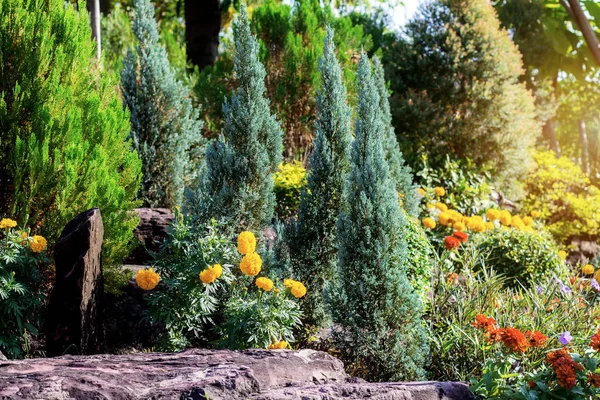 Çam Ağacı Güneş Işığı Bahçedeki Süs — Stok fotoğraf