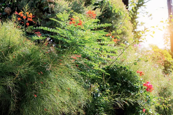 Plantas Árvores Jardim Com Luz Solar — Fotografia de Stock