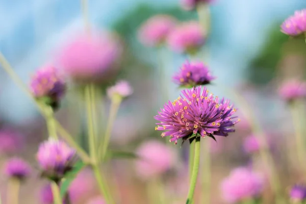 Purple Flowers Colorful Garden Sky — Stock Photo, Image