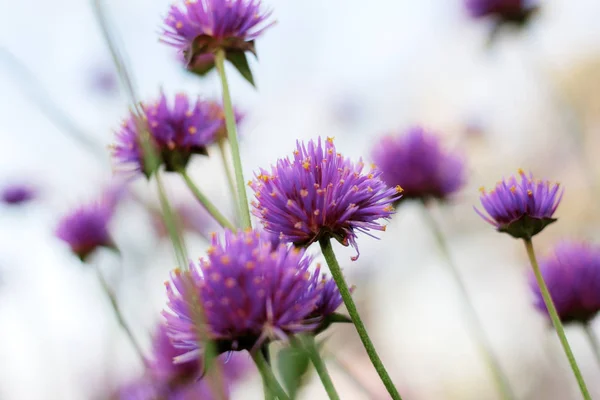 Purple Flowers Winter Sky — Stock Photo, Image