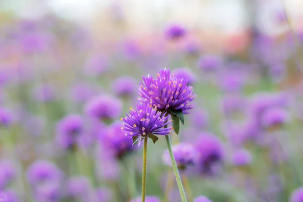 Purple Flowers Beautiful Winter — Stock Photo, Image