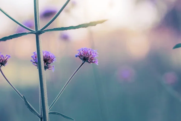 Flores Púrpuras Jardín Con Cielo —  Fotos de Stock