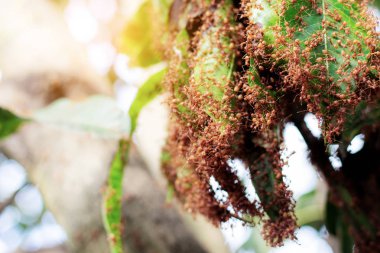 Karıncalar üzerinde ağaç ormandaki güneş ışığı ile.