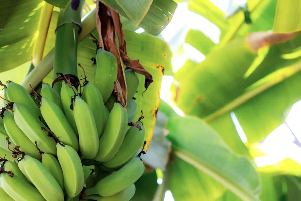 Banaan Boom Met Zonlicht Een Farm — Stockfoto