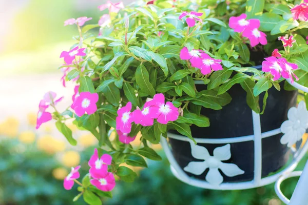 Vacker Blomma Potten Med Solljus Trädgården — Stockfoto