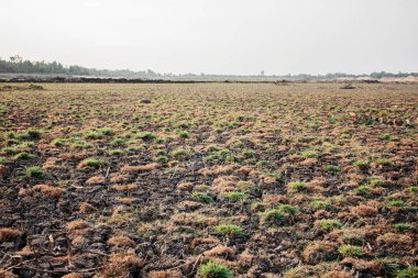 Gündoğumu ile yaz alanında kuru ot.
