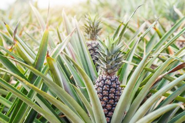 Yaz aylarında güneş ışığı ile ağaç üzerinde ananas.