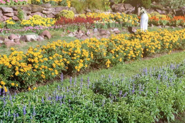 Blume Und Ringelblume Bunt Mit Dekoration Garten — Stockfoto