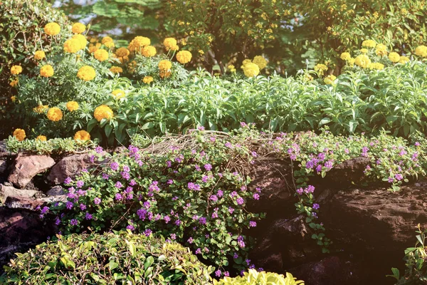Flor Calêndula Plantação Jardim — Fotografia de Stock