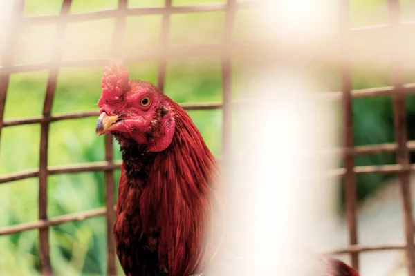 Gamecock Uma Gaiola Com Fundo Textura — Fotografia de Stock