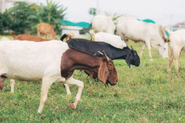 Cabra Está Comendo Campo Fazenda Tailândia — Fotografia de Stock