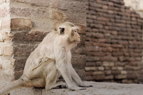 Mono Están Sentados Ladrillo Zoológico Tailandia — Foto de Stock