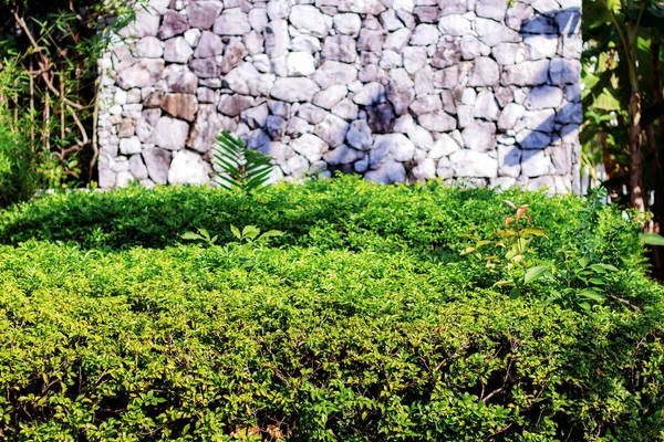 Ornamental Wall Stone Garden — Stock Photo, Image