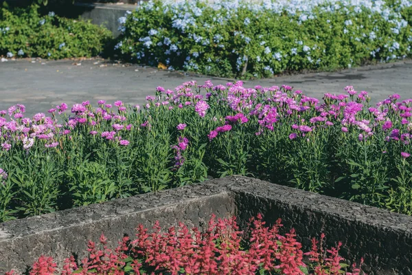 Rosafarbene Blume Garten — Stockfoto