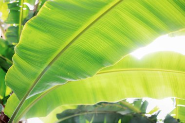 Muz ağacı dokulu yaprak.