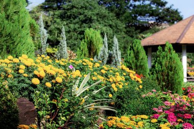 Çiçek bahçesinde bulunan güneş ışığı güzel.