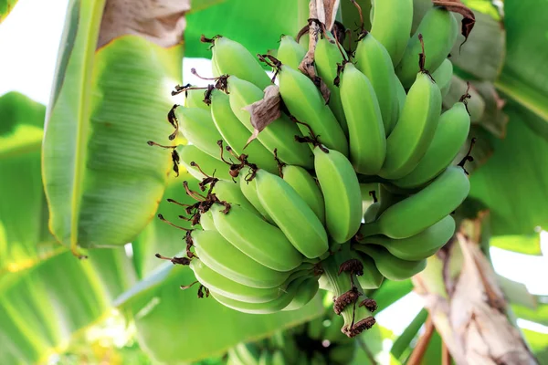 Banaan Boom Met Zonlicht Een Farm — Stockfoto