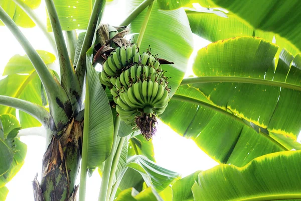 Banana raw on tree with the sunlight.