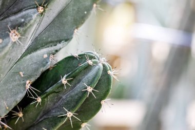 Tropikal ışığında Spike'la kaktüs.