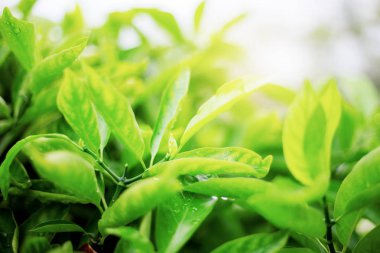 Gökyüzü, güneş ışığı ile yeşil yaprakları.