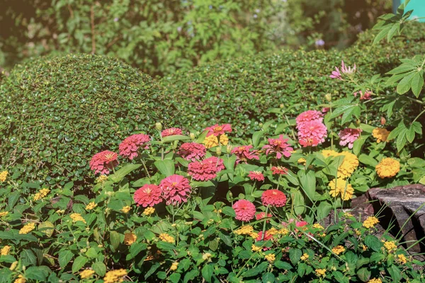 Colorido Flor Jardim Com Luz Solar Verão — Fotografia de Stock