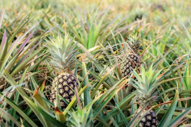 Ananas Tayland bir gruptaki ağaç üzerinde.